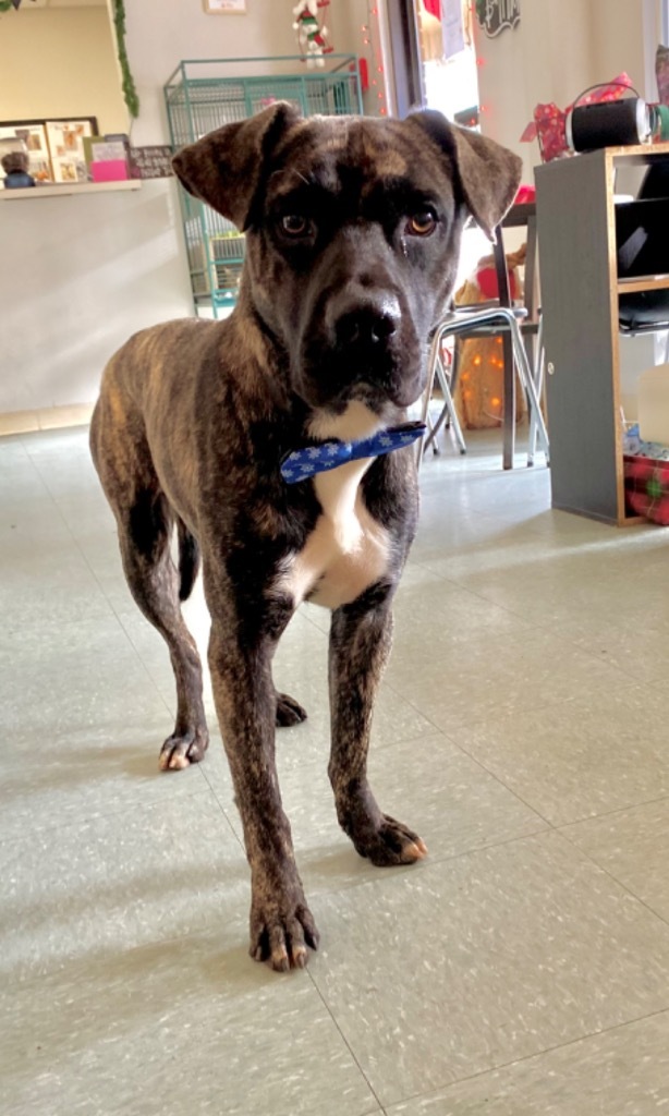 Arlo, an adoptable Mixed Breed in Albany, GA, 31706 | Photo Image 6