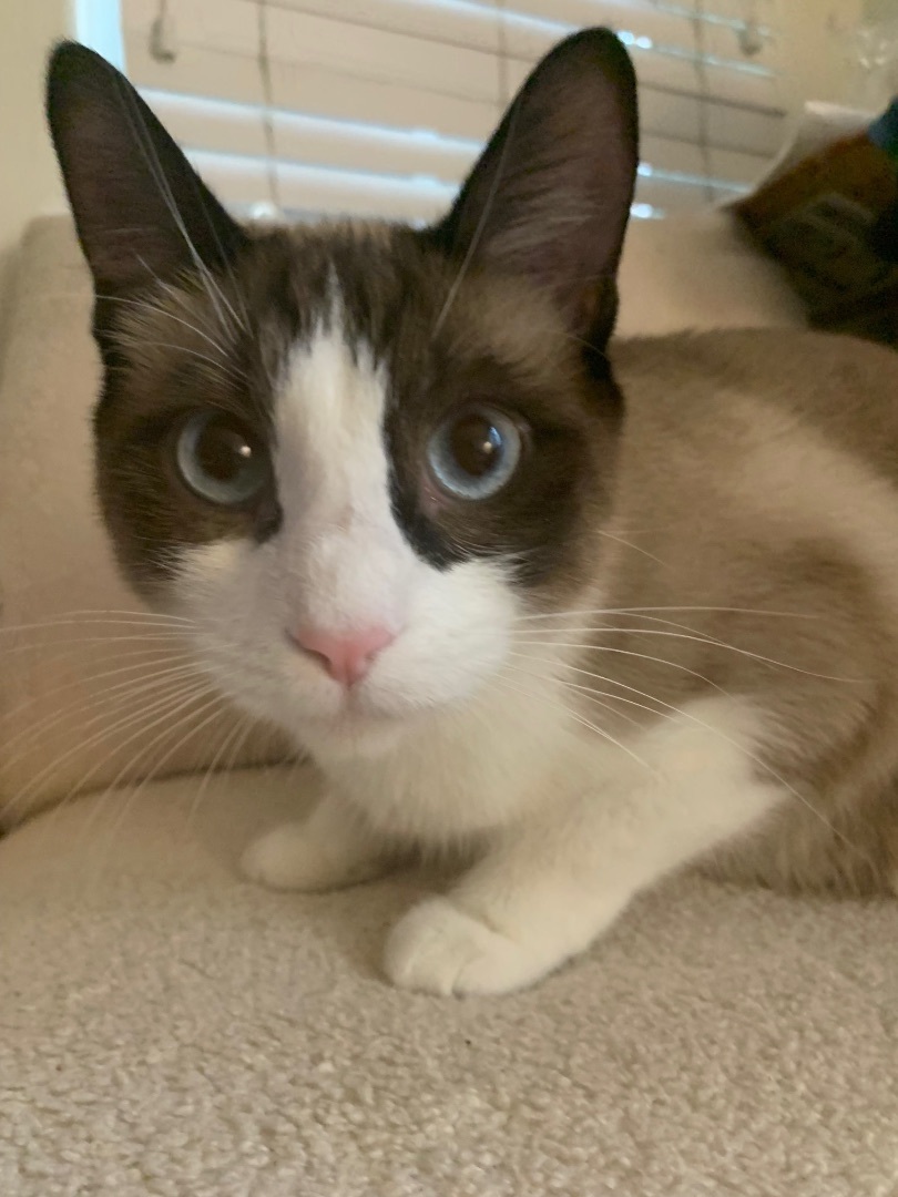 Kendall Roy, an adoptable Snowshoe, Domestic Short Hair in Los Angeles, CA, 90046 | Photo Image 2