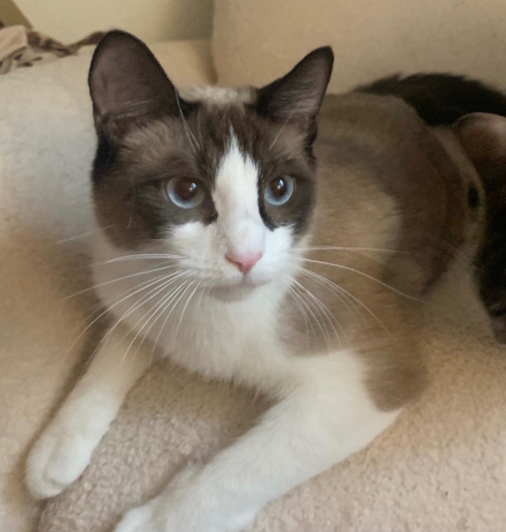 Kendall Roy, an adoptable Snowshoe, Domestic Short Hair in Los Angeles, CA, 90046 | Photo Image 1