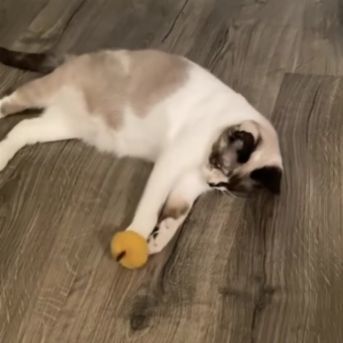 Bizzi B (DM), an adoptable Ragdoll, Snowshoe in Napa, CA, 94558 | Photo Image 3