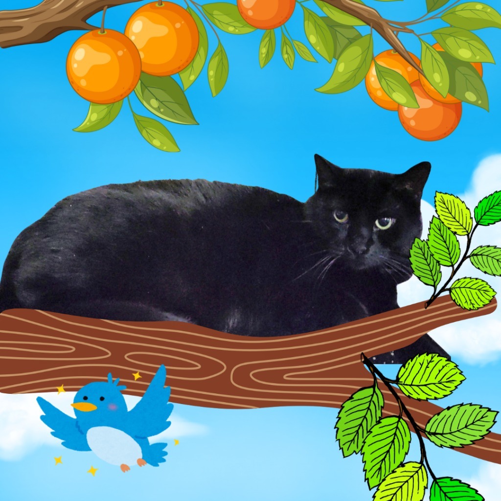 Michaela-ngelo, an adoptable Domestic Short Hair in Richland Hills, TX, 76180 | Photo Image 1