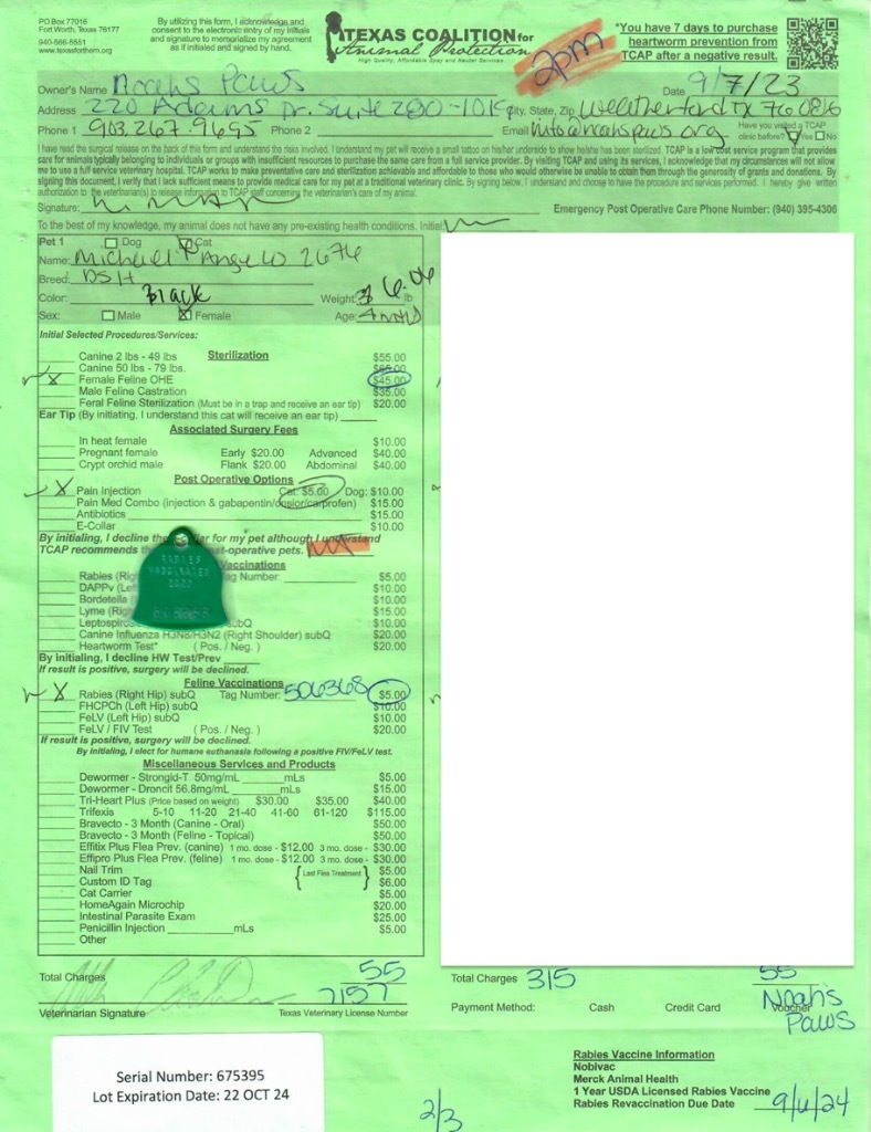 Michaela-ngelo, an adoptable Domestic Short Hair in Richland Hills, TX, 76180 | Photo Image 4