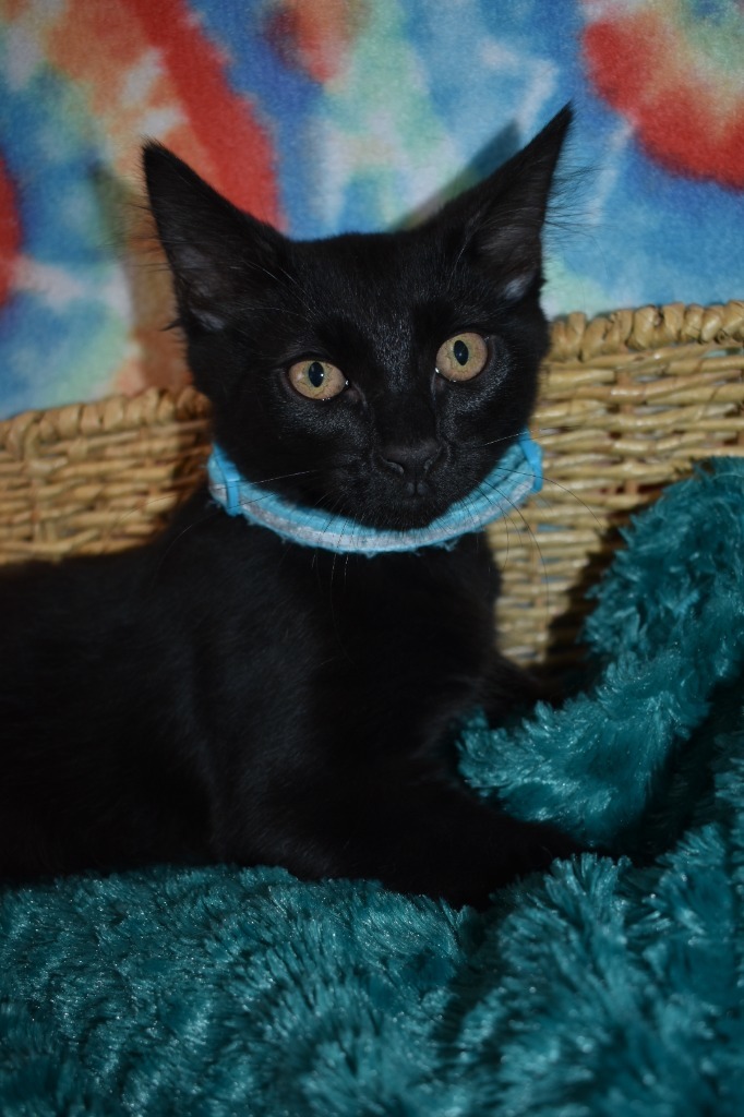 Spicy Tuna Roll, an adoptable Domestic Medium Hair in Peoria, AZ, 85345 | Photo Image 2