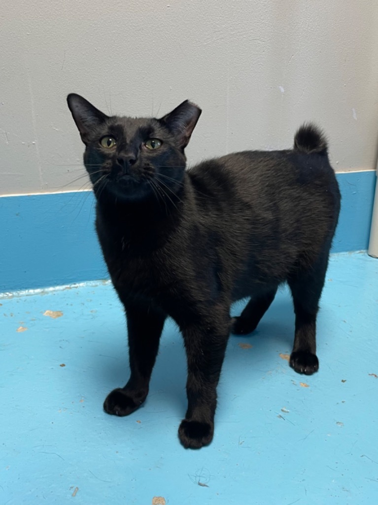 Richard, an adoptable Domestic Short Hair in Glenfield, NY, 13343 | Photo Image 1