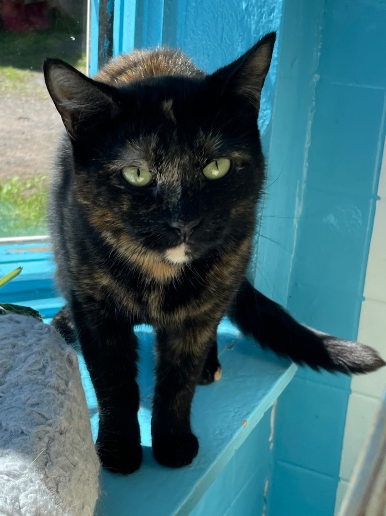 Sweetie, an adoptable Domestic Short Hair in Glenfield, NY, 13343 | Photo Image 1