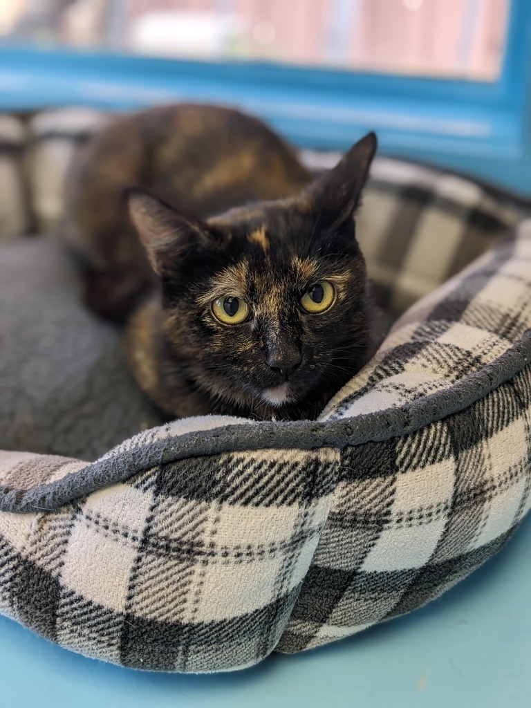 Sweetie, an adoptable Domestic Short Hair in Glenfield, NY, 13343 | Photo Image 3