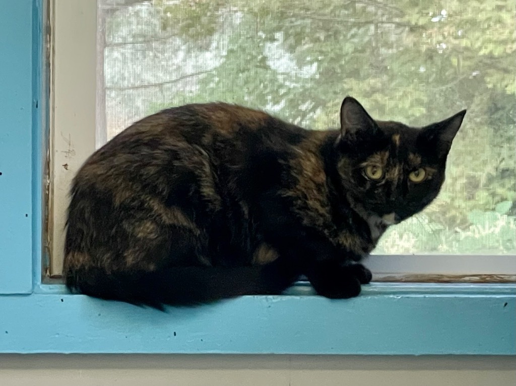 Sweetie, an adoptable Domestic Short Hair in Glenfield, NY, 13343 | Photo Image 4