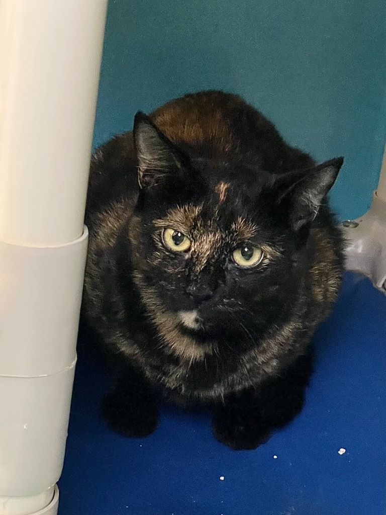 Sweetie, an adoptable Domestic Short Hair in Glenfield, NY, 13343 | Photo Image 5