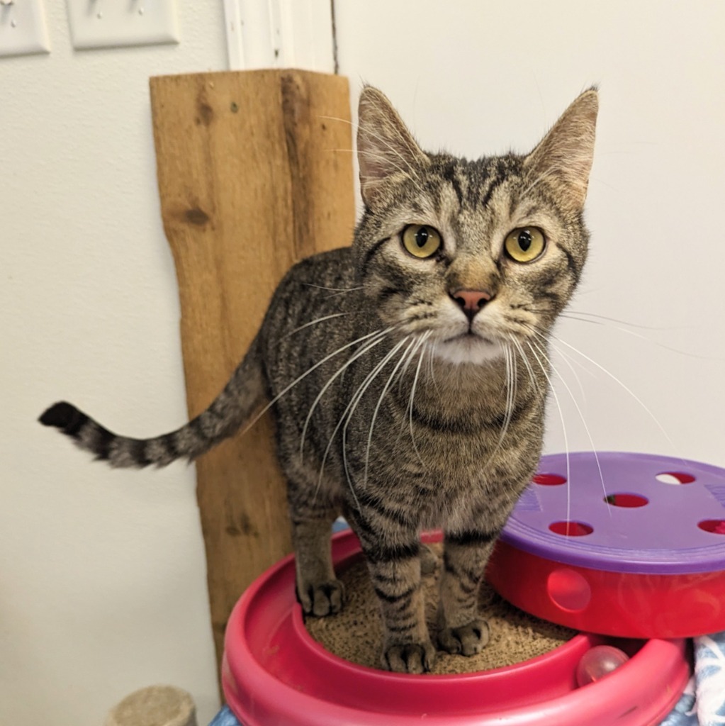 Pop, an adoptable Domestic Short Hair in Laurie, MO, 65038 | Photo Image 1