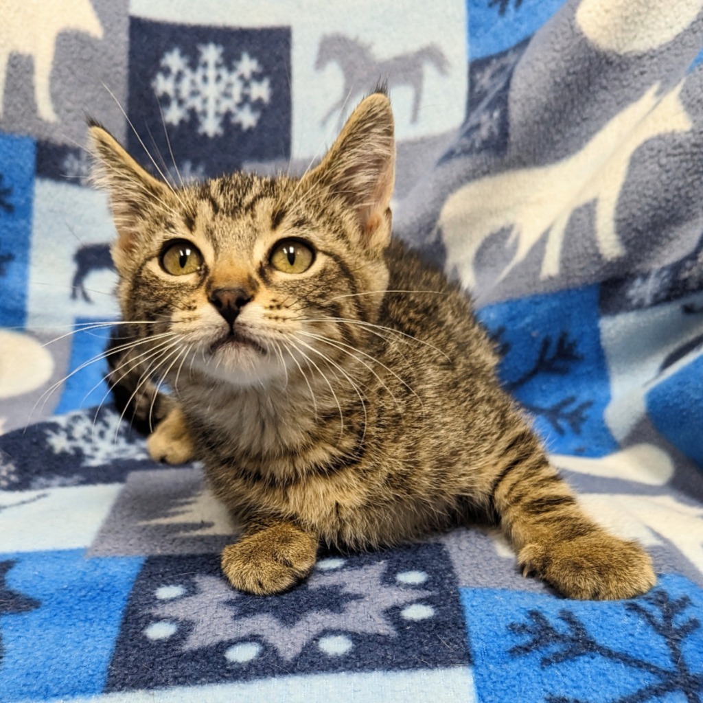 Pop, an adoptable Domestic Short Hair in Laurie, MO, 65038 | Photo Image 3