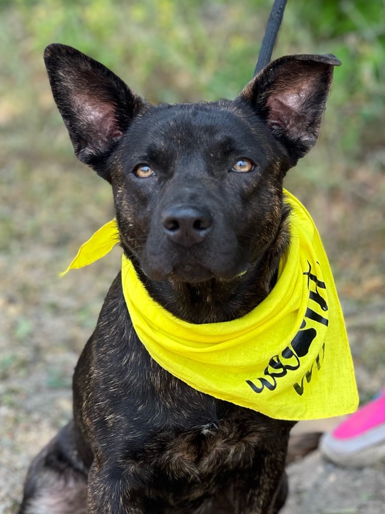 Riley (foster), an adoptable Mixed Breed in Muskegon, MI, 49442 | Photo Image 1