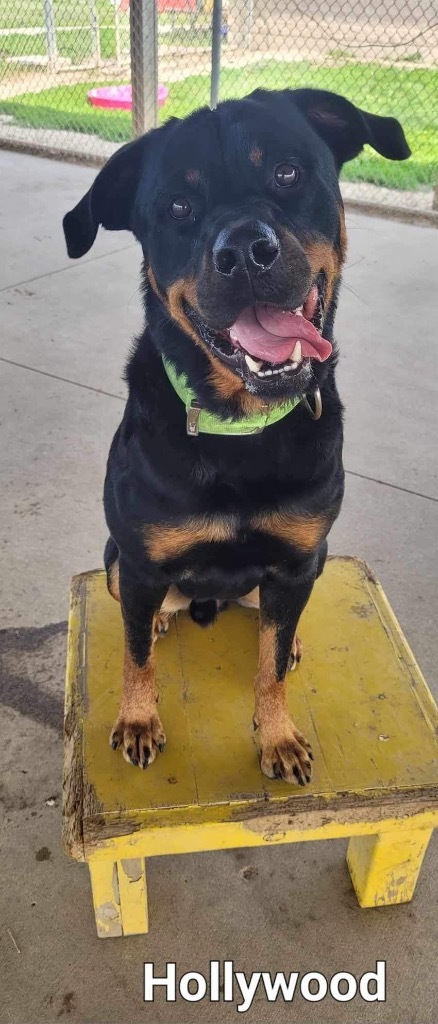 1yr old Rottweiler mix Harry is looking for an active family! If you see  interested in adopting please click the link in our profile to get…