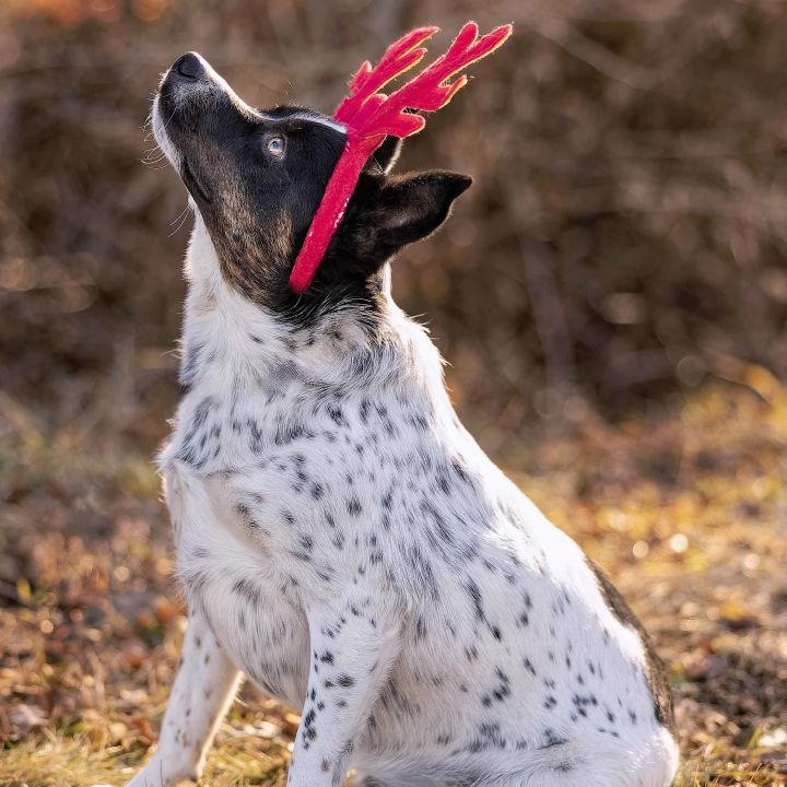 Blue heeler mountain feist sales mix