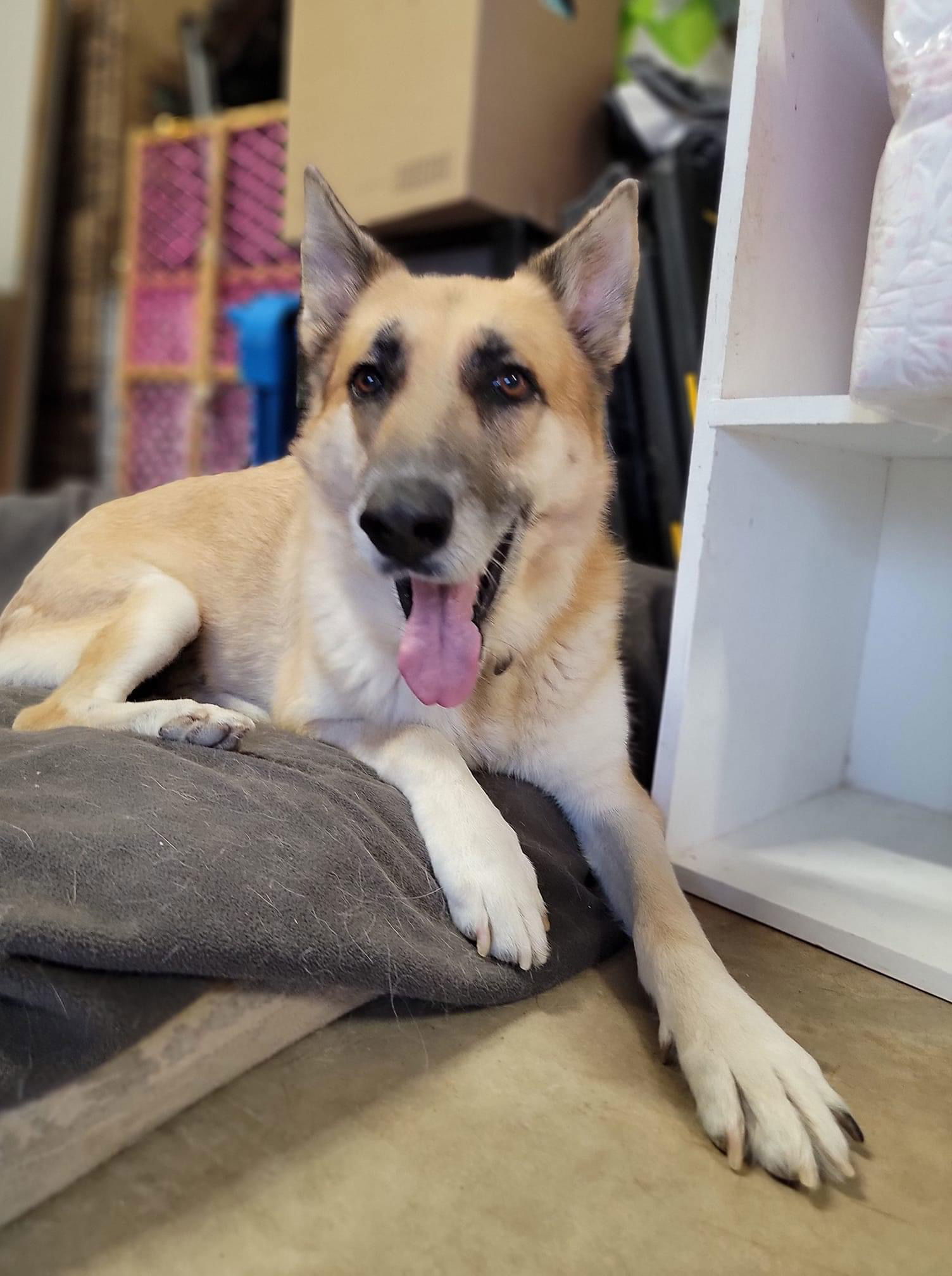 Shenandoah Shepherd Rescue - sfckmrl