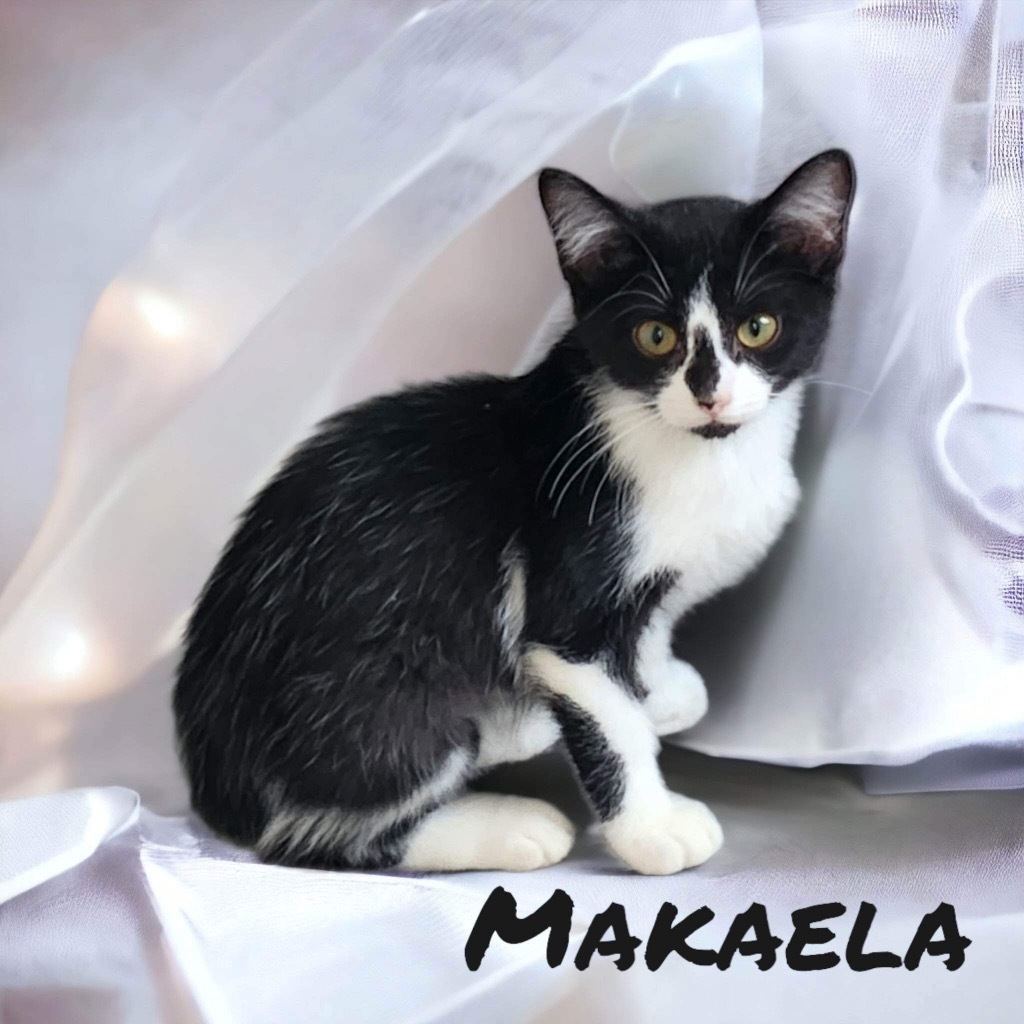 Makaela, an adoptable Domestic Short Hair in Nashville, GA, 31639 | Photo Image 1