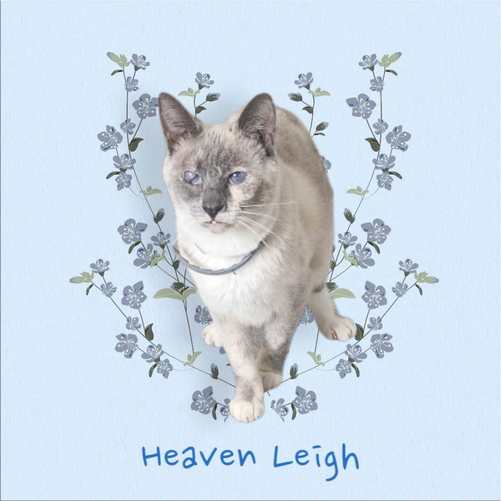 Heaven Leigh, an adoptable Siamese in Nashville, GA, 31639 | Photo Image 1