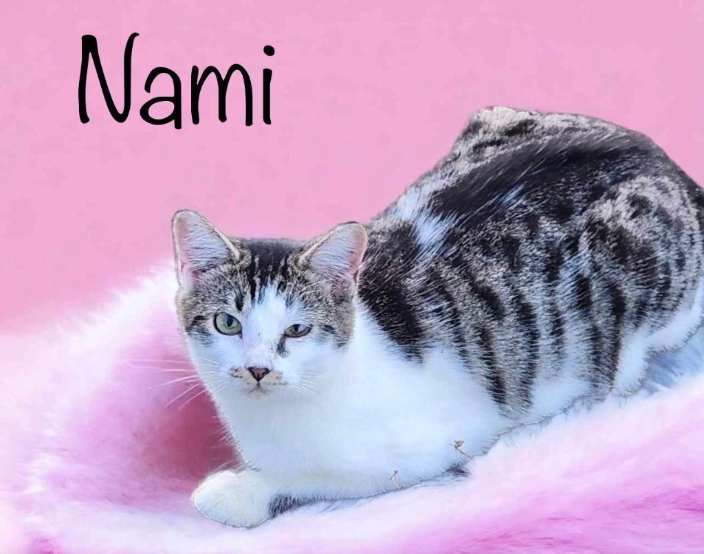 Nami, an adoptable Domestic Short Hair in Nashville, GA, 31639 | Photo Image 1