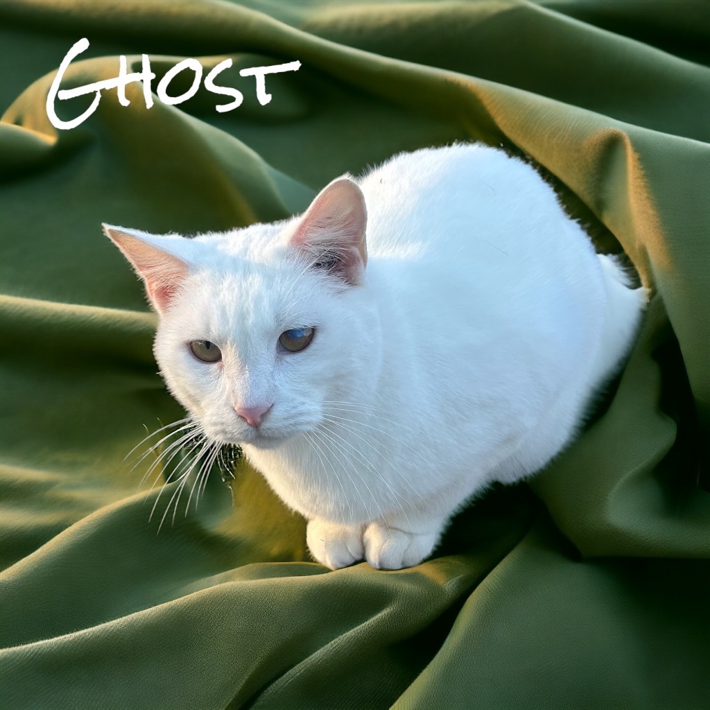 Ghost, an adoptable Domestic Short Hair in Nashville, GA, 31639 | Photo Image 1