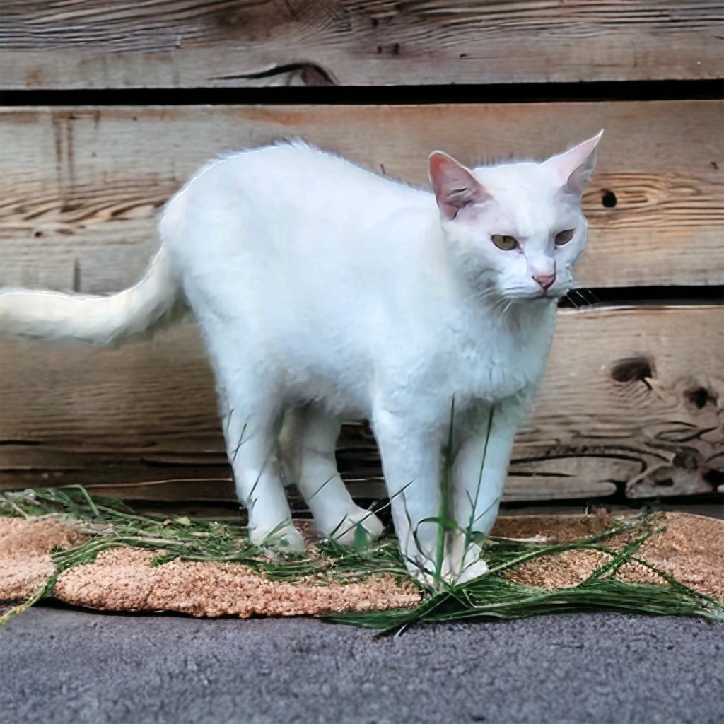 Ghost, an adoptable Domestic Short Hair in Nashville, GA, 31639 | Photo Image 2