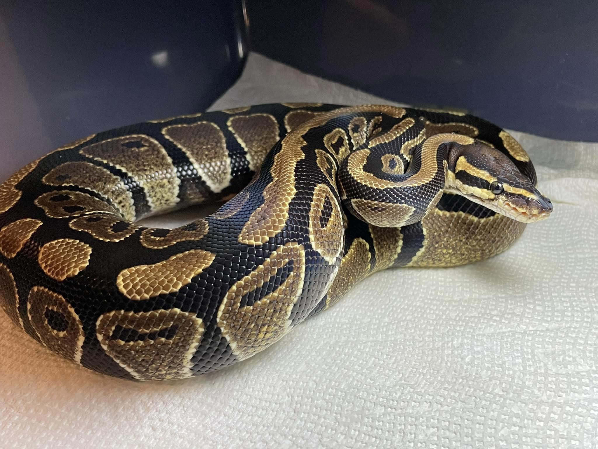 Snake for adoption - Gwen, a Ball Python in Durham, NC | Petfinder