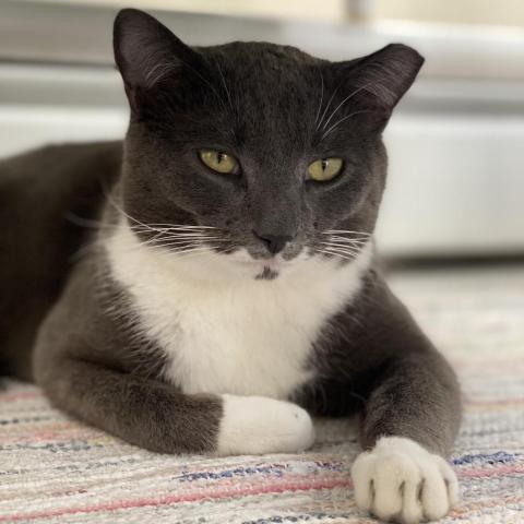 Chet, an adoptable Domestic Short Hair in Boston, MA, 02135 | Photo Image 1