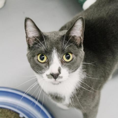 Aquiles, an adoptable Domestic Short Hair in Boston, MA, 02135 | Photo Image 1