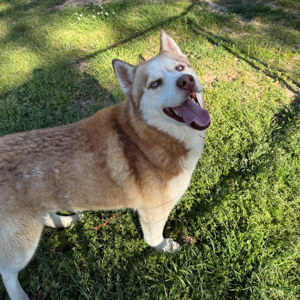 Barry, an adoptable Husky in Eufaula, OK, 74432 | Photo Image 1