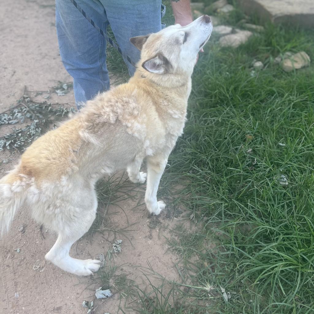 Barry, an adoptable Husky in Eufaula, OK, 74432 | Photo Image 2