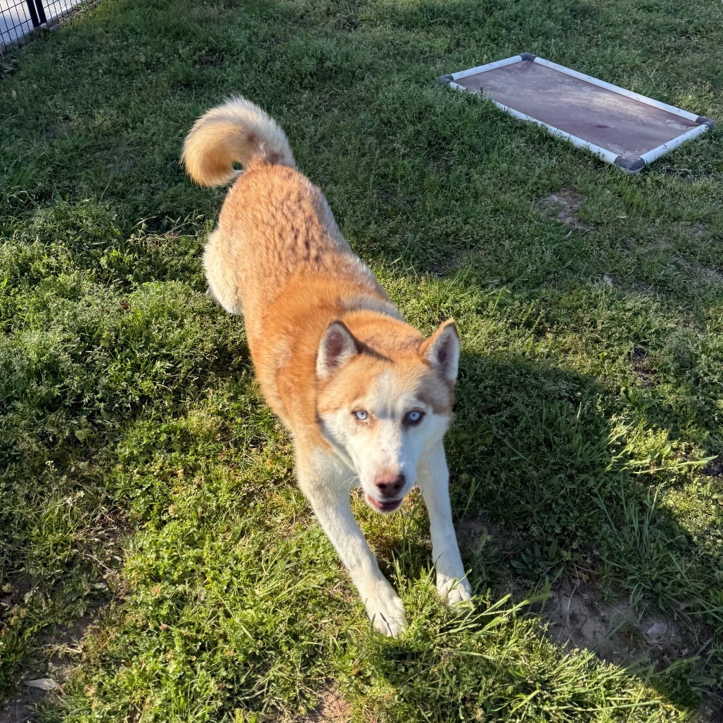 Barry, an adoptable Husky in Eufaula, OK, 74432 | Photo Image 3