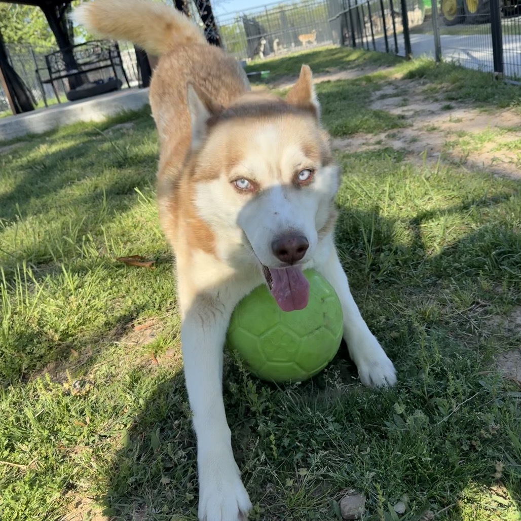 Barry, an adoptable Husky in Eufaula, OK, 74432 | Photo Image 4