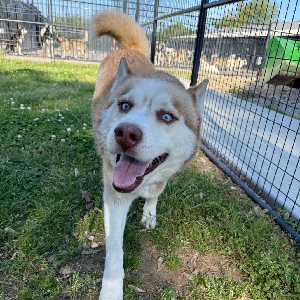 Barry, an adoptable Husky in Eufaula, OK, 74432 | Photo Image 5