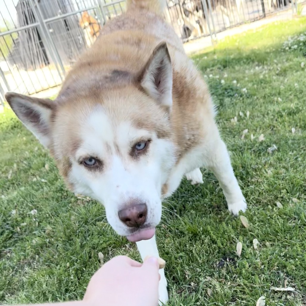 Barry, an adoptable Husky in Eufaula, OK, 74432 | Photo Image 6