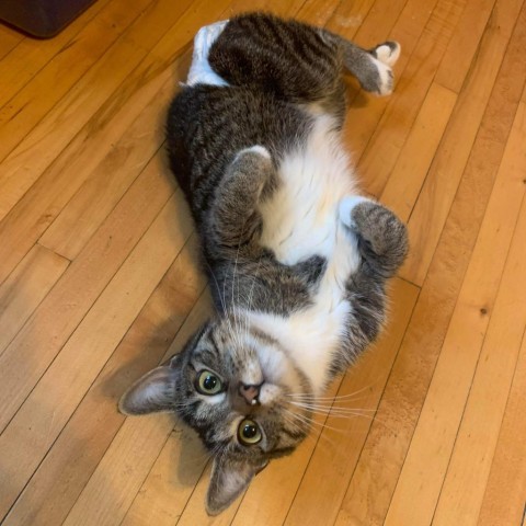 Coco Booty Puff, an adoptable Domestic Short Hair in St. Paul, MN, 55119 | Photo Image 1