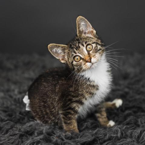 Coco Booty Puff, an adoptable Domestic Short Hair in St. Paul, MN, 55119 | Photo Image 2