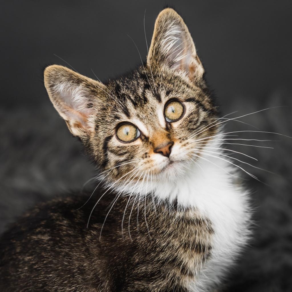 Coco Booty Puff, an adoptable Domestic Short Hair in St. Paul, MN, 55119 | Photo Image 3