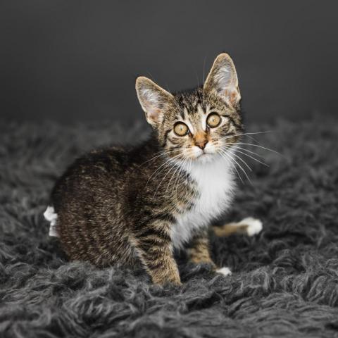 Coco Booty Puff, an adoptable Domestic Short Hair in St. Paul, MN, 55119 | Photo Image 4