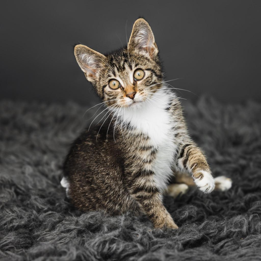 Coco Booty Puff, an adoptable Domestic Short Hair in St. Paul, MN, 55119 | Photo Image 4