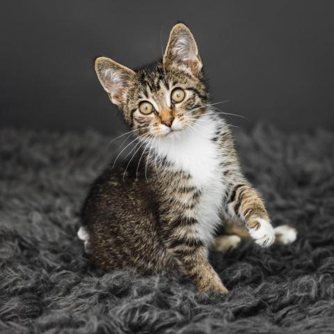 Coco Booty Puff, an adoptable Domestic Short Hair in St. Paul, MN, 55119 | Photo Image 5