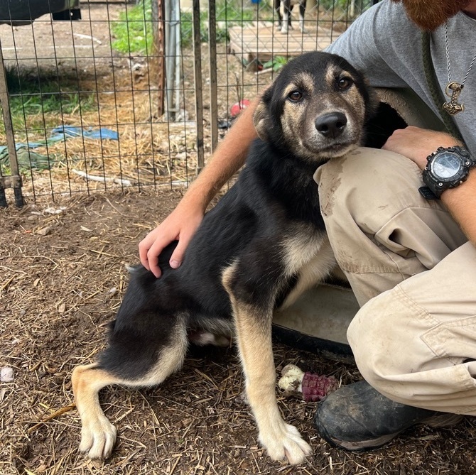 Dog for adoption - Rook, a German Shepherd Dog Mix in Horn Lake, MS ...