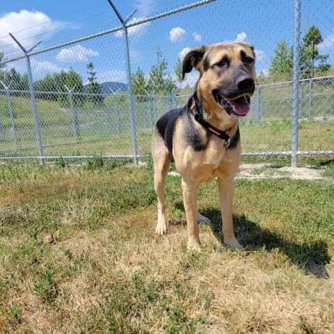 Spence, an adoptable Mixed Breed in Ponderay, ID, 83852 | Photo Image 5
