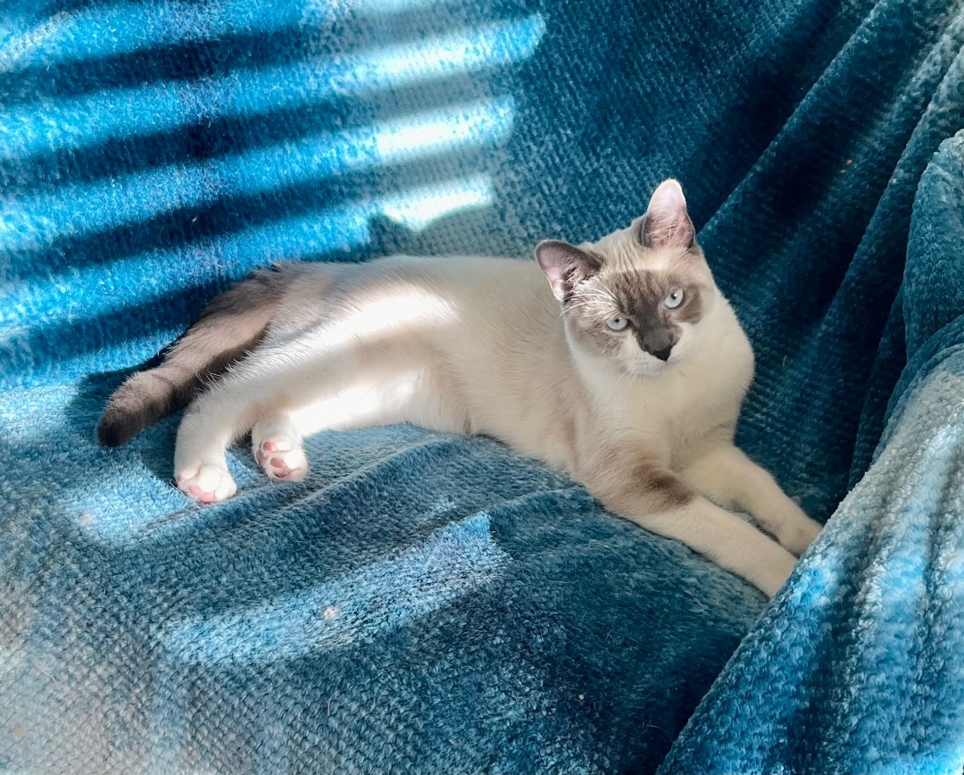 Raymond , an adoptable Snowshoe, Siamese in Tustin, CA, 92780 | Photo Image 3