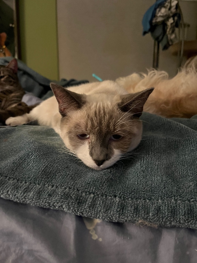 Raymond , an adoptable Snowshoe, Siamese in Tustin, CA, 92780 | Photo Image 4