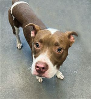 ROSCO, Adult Male Pit Bull Terrier