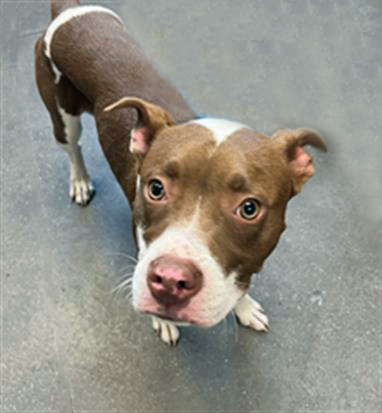 ROSCO, an adoptable Pit Bull Terrier in Tucson, AZ, 85745 | Photo Image 1
