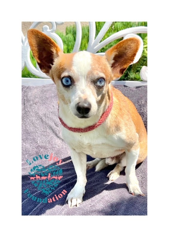 Corgi jack russell chihuahua 2024 mix