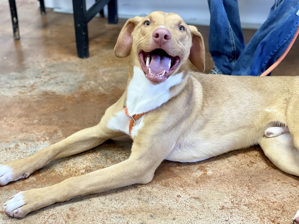 Dan, an adoptable Vizsla, Pit Bull Terrier in Bolivar, MO, 65613 | Photo Image 4