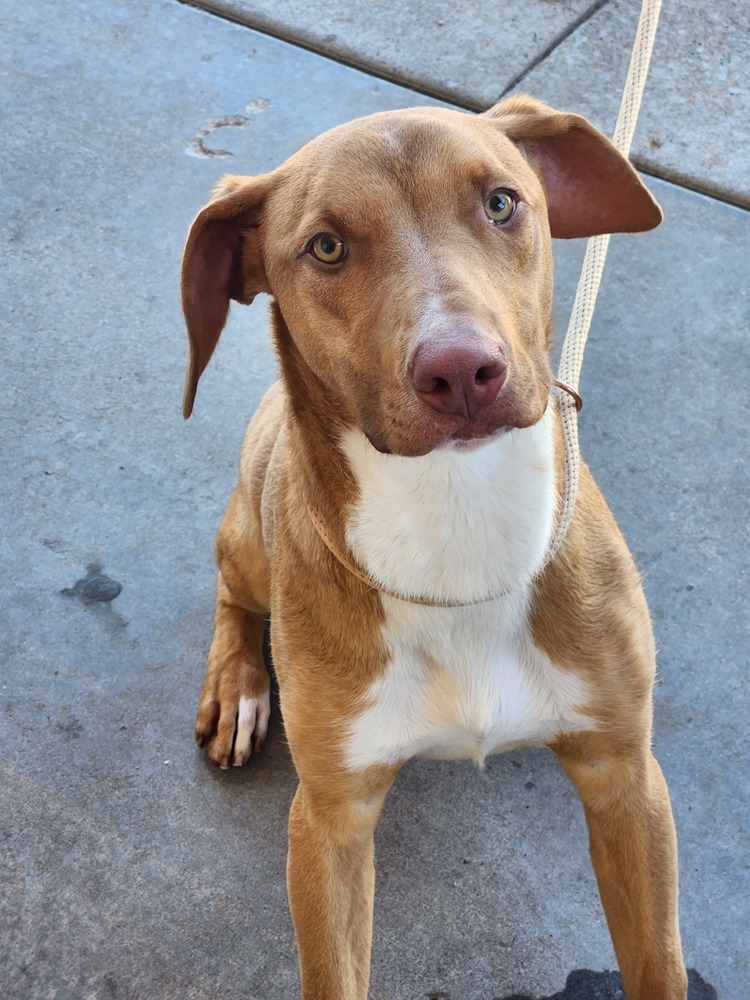 Dan, an adoptable Vizsla, Pit Bull Terrier in Bolivar, MO, 65613 | Photo Image 5