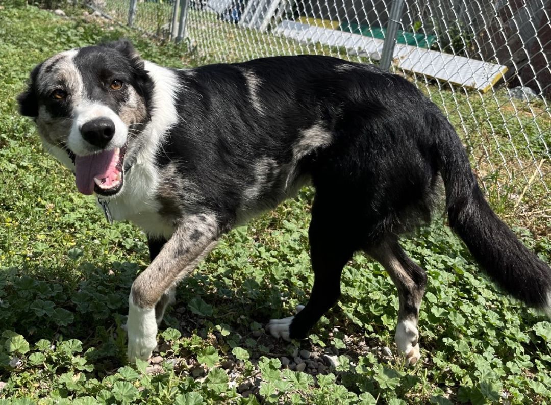 Dog for adoption - Lottie, a Border Collie in Polson, MT | Petfinder