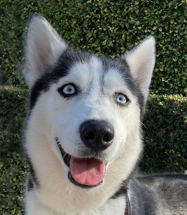 Husky petfinder sale