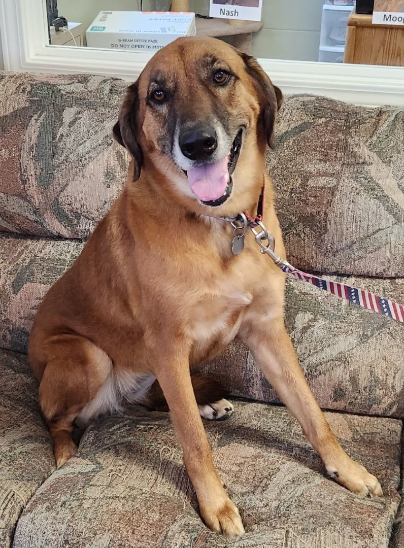 Hollie, an adoptable Redbone Coonhound, Weimaraner in Polson, MT, 59860 | Photo Image 1